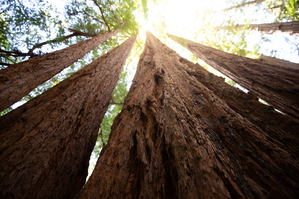 Muir Wood / San Francisco